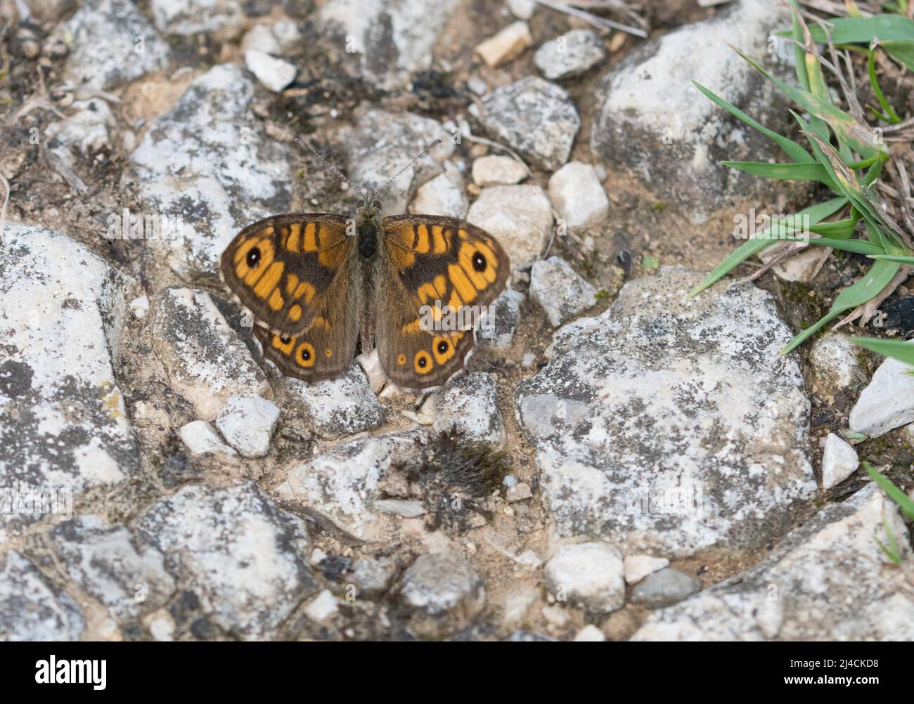Wall brown (Lasiommata megera), sits on stony ground and warms up, Bavaria Stock Photo