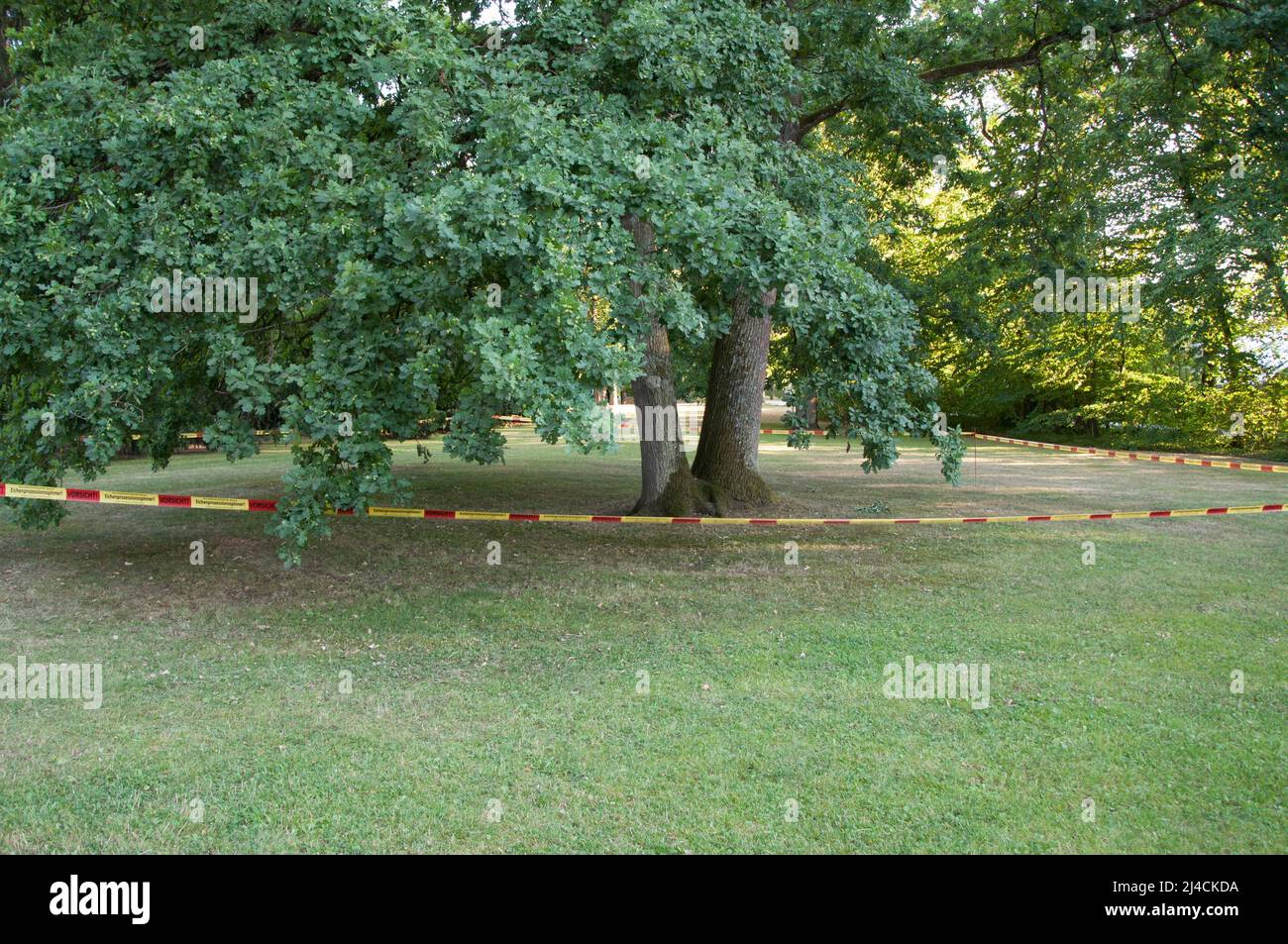 Oak processionary moth (Thaumetopoea processionea), barrier tape around an oak tree in a park