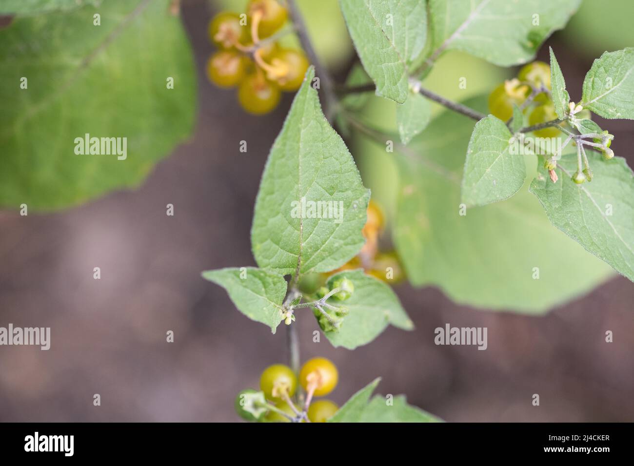 Yellow-fruited solanum physalifolium (Solanum villosum), growing in the garden View leaf and fruit from above, Velbert, Germany Stock Photo