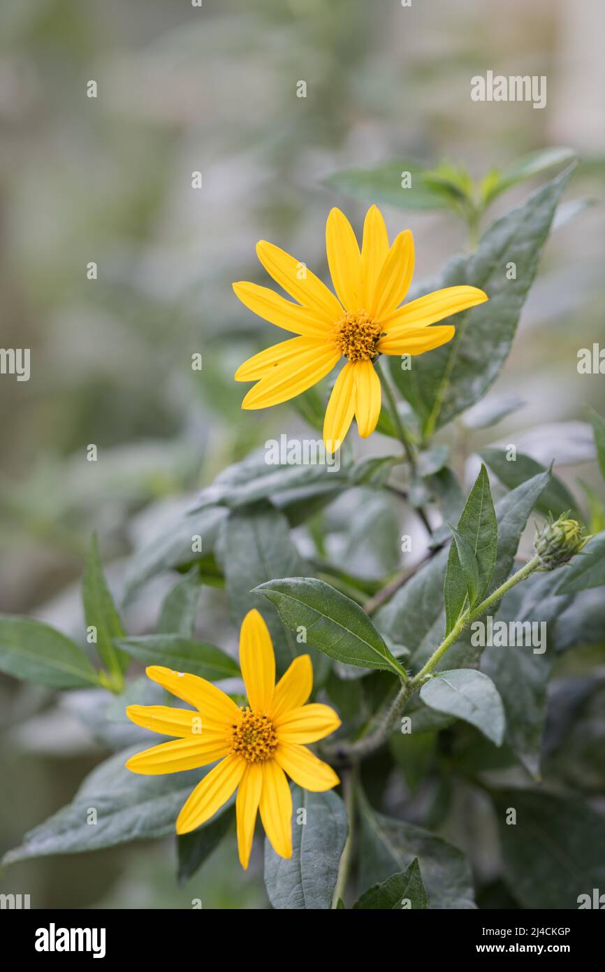 Jerusalem artichoke (Helianthus tuberosus), two flowers, food plant in
