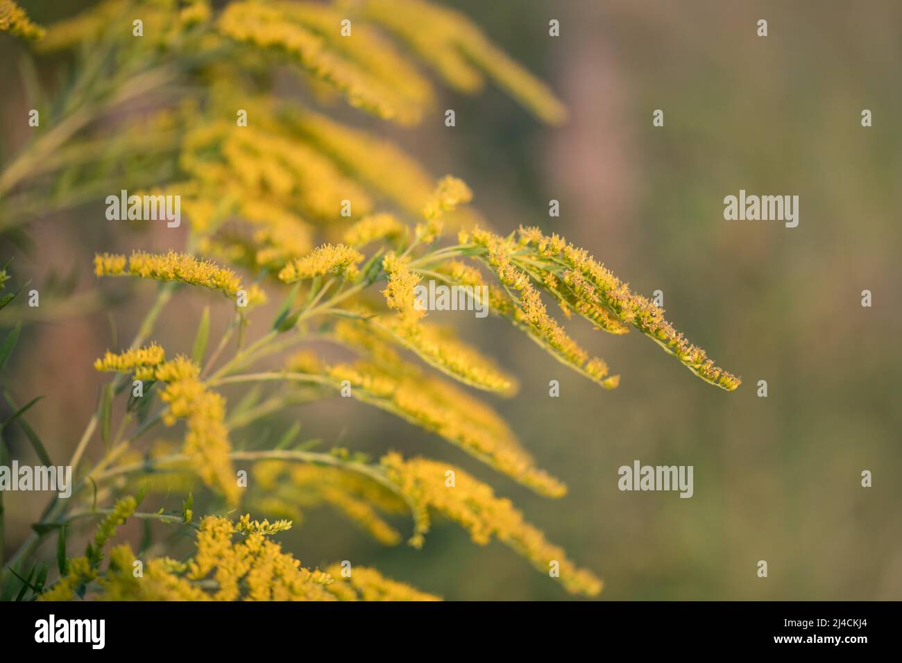 Canada goldenrod (Solidago canadensis), invasive plant blooms in sunshine in the garden, Velbert, Germany Stock Photo