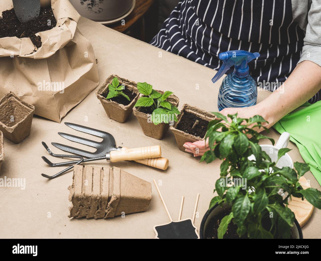 a woman sits in a room and is engaged in planting plants in paper cups ...
