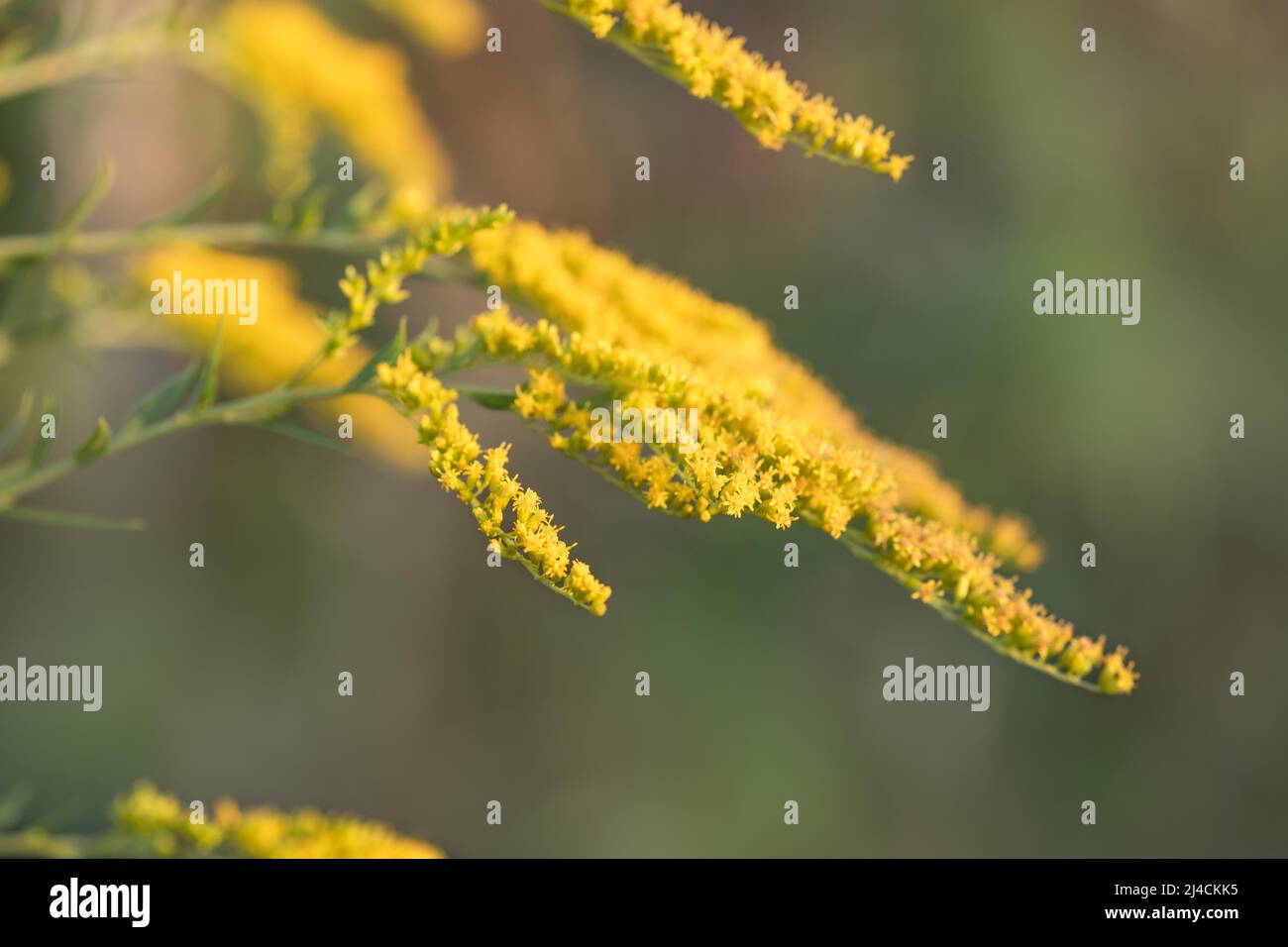 Canada goldenrod (Solidago canadensis), invasive plant blooms in sunshine in the garden, Velbert, Germany Stock Photo
