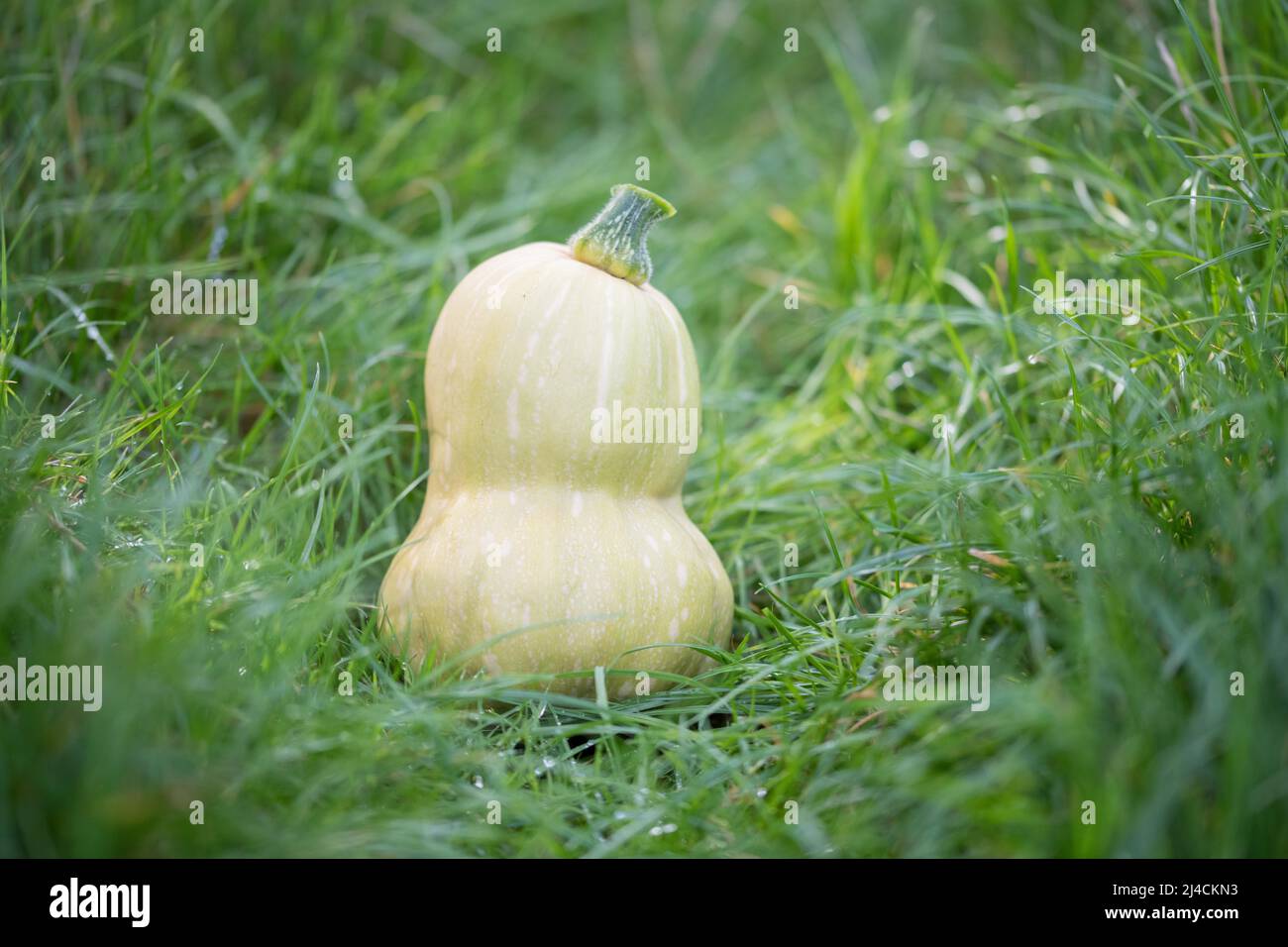 Musk squash (Cucurbita moschata), butternut just harvested stands on the meadow in the garden, Velbert, Germany Stock Photo