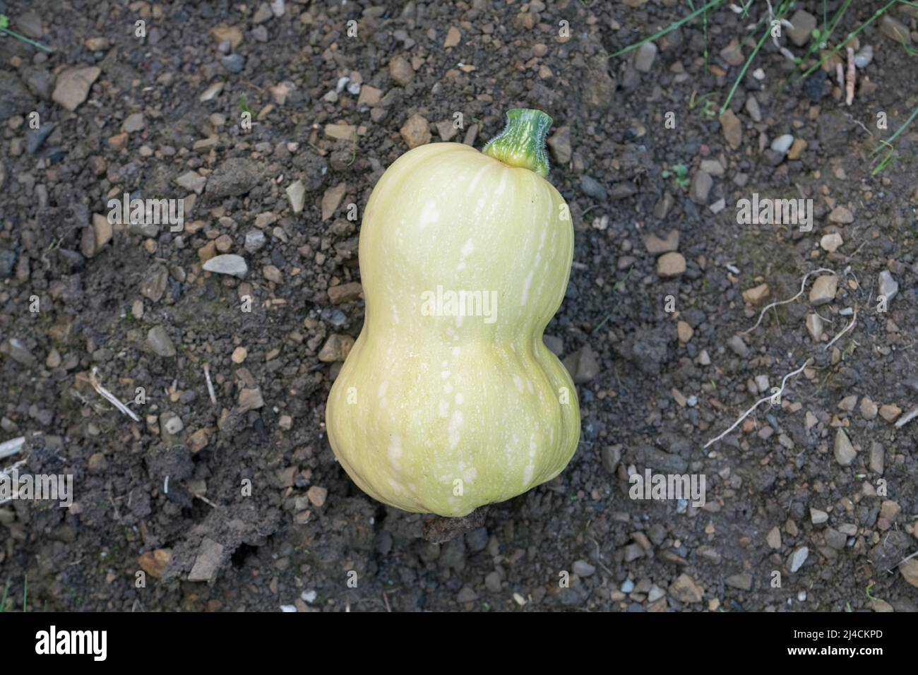 Musk squash (Cucurbita moschata), butternut just harvested lies on the ground in the garden, Velbert, Germany Stock Photo
