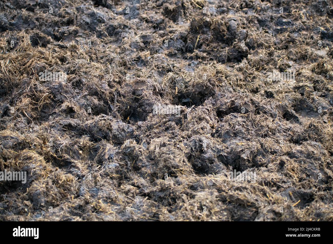 Domestic cattle (Bos taurus), soil over-exploited by grazing, environmental damage, Velbert, Germany Stock Photo