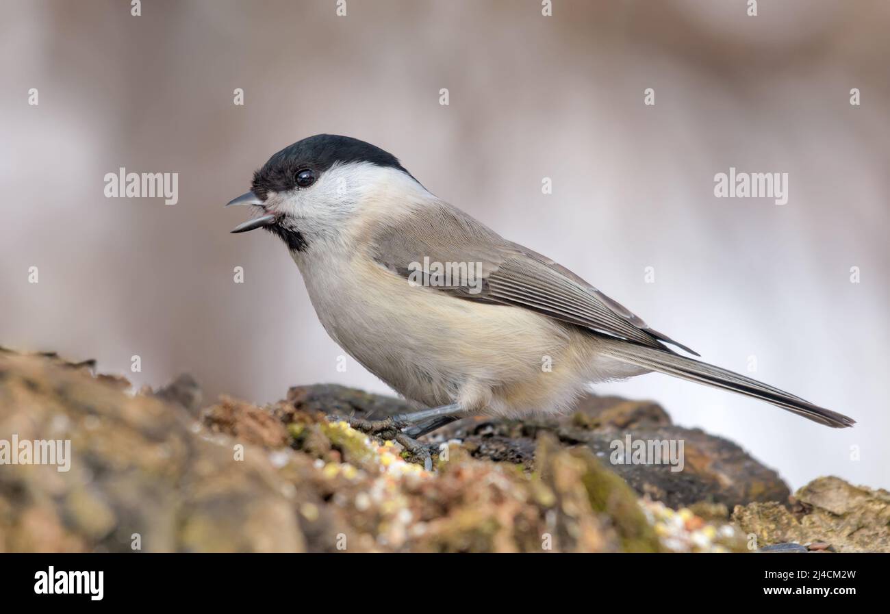 Calling Marsh Tit (Poecile palustris) with wide open beak nice perched on tree stump with clean winter background Stock Photo