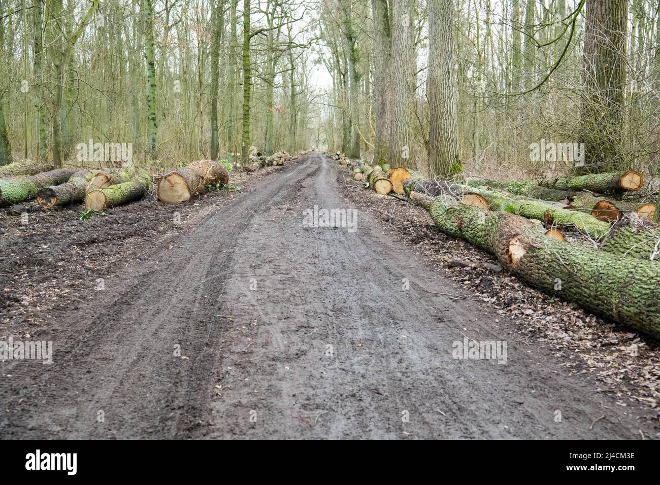 Forestry in the forest, wide forest road with tracks from a harvester, felled trees lying ready for removal on the right and left, Duesseldorf Stock Photo