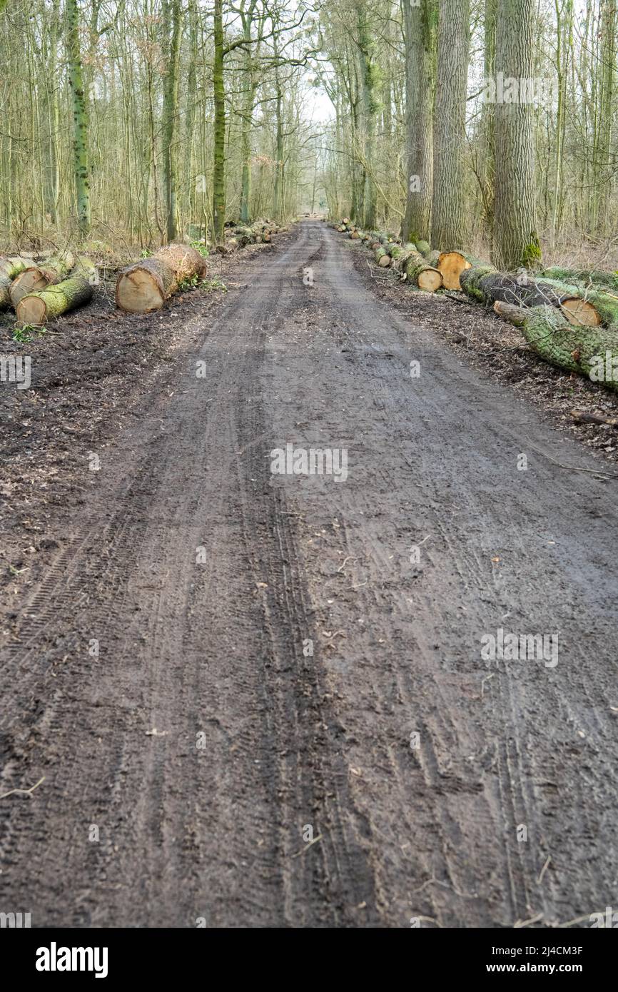 Forestry in the forest, wide forest road with tracks from a harvester, felled trees lying ready for removal on the right and left, Duesseldorf Stock Photo