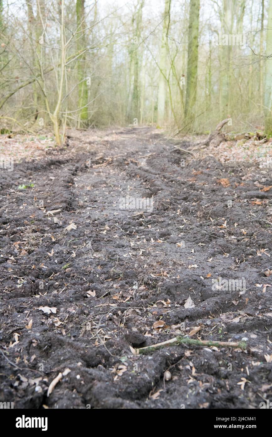 Forestry in the forest, skid road with tracks from a harvester, soil