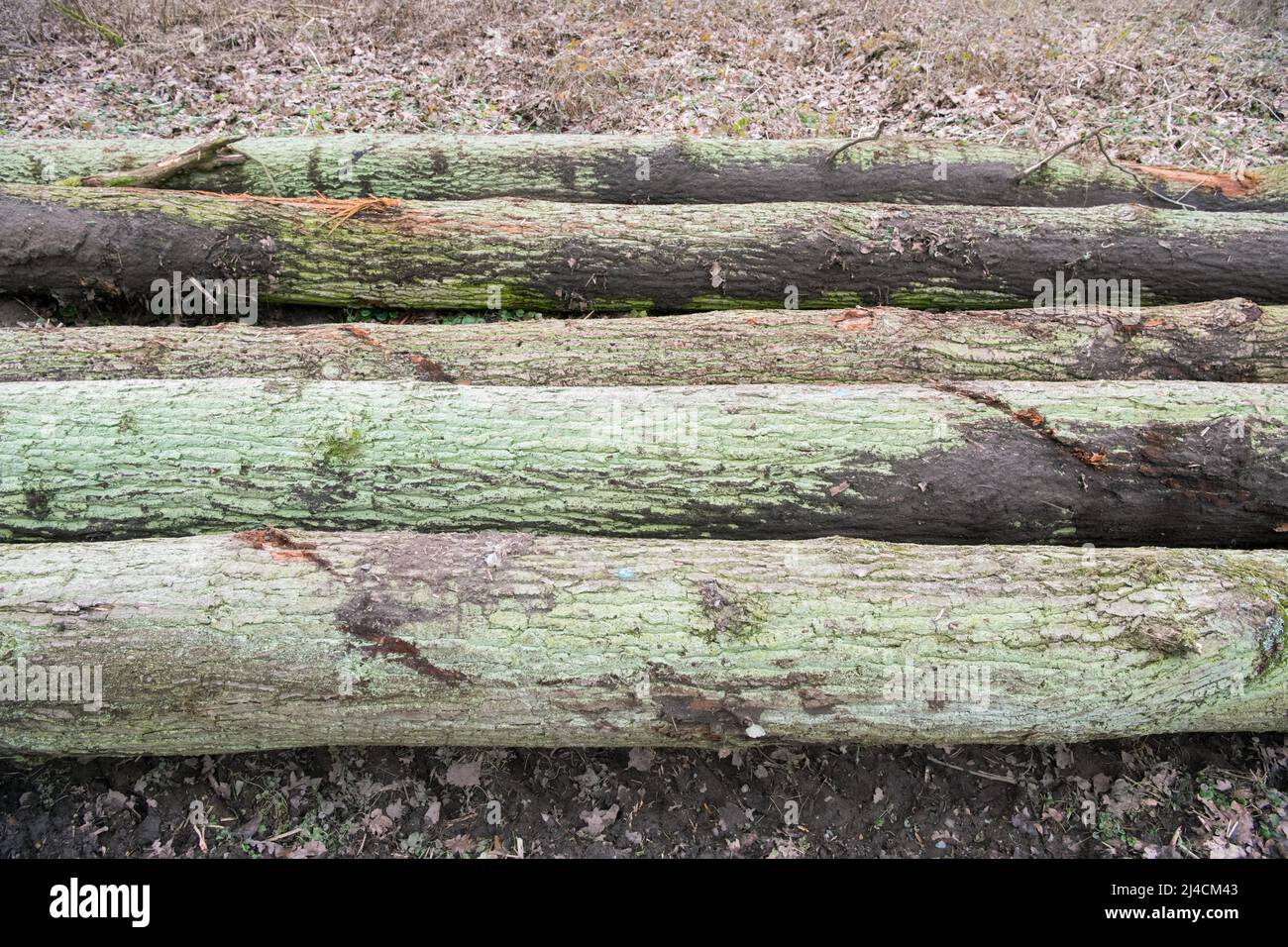 Forestry In The Forest Freshly Felled Trees Lying On The Edge Of The   Forestry In The Forest Freshly Felled Trees Lying On The Edge Of The Forest Road Ready For Removal Duesseldorf Germany 2J4CM43 