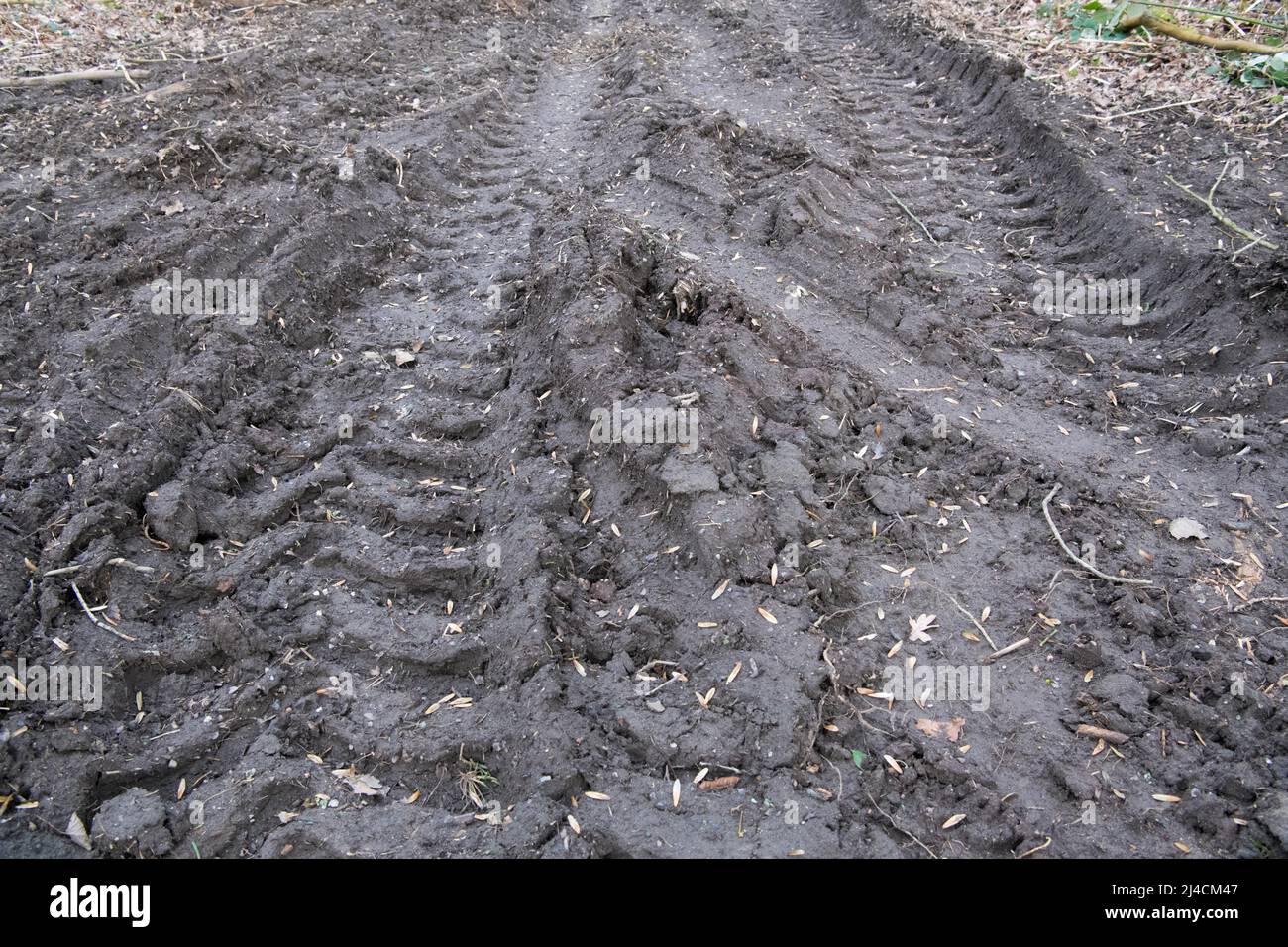 Forestry in the forest, back lane with tracks from a harvester in close