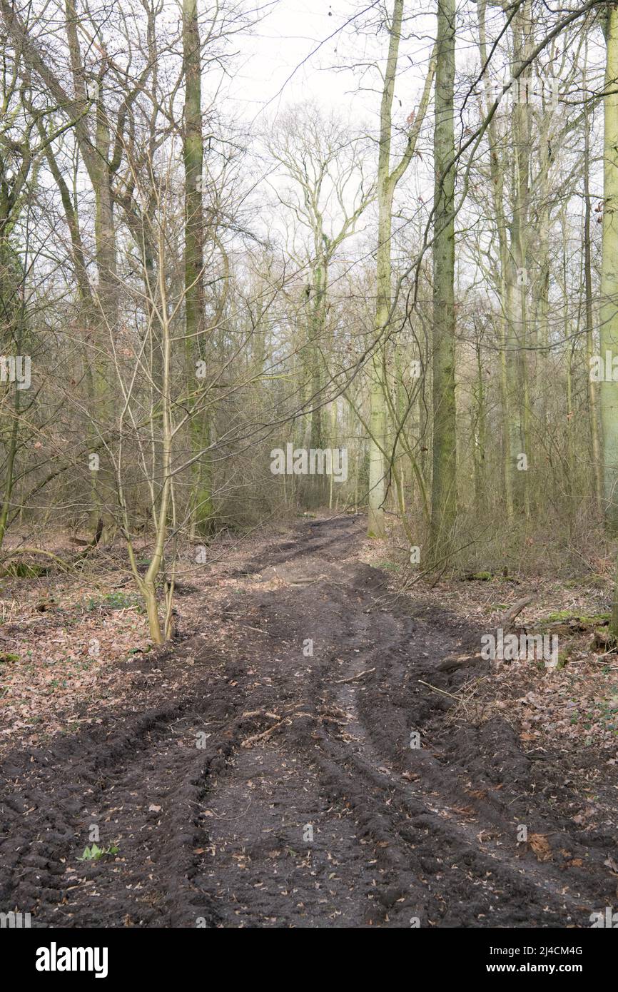 Forestry in the forest, skid road with tracks from a harvester, soil compaction, environmental damage, Duesseldorf, Germany Stock Photo