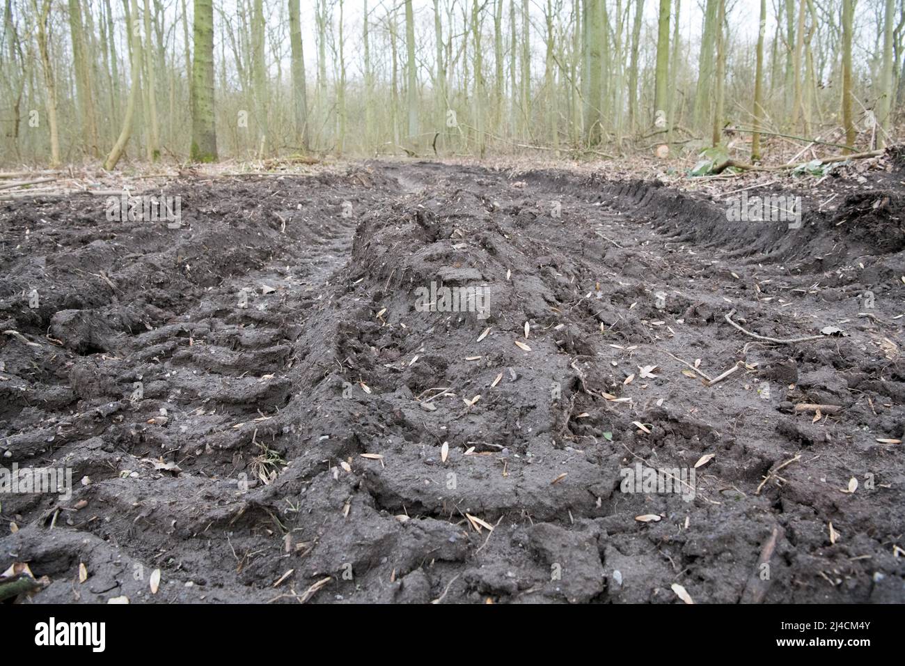 Forestry in the forest, back lane with tracks from a harvester in close