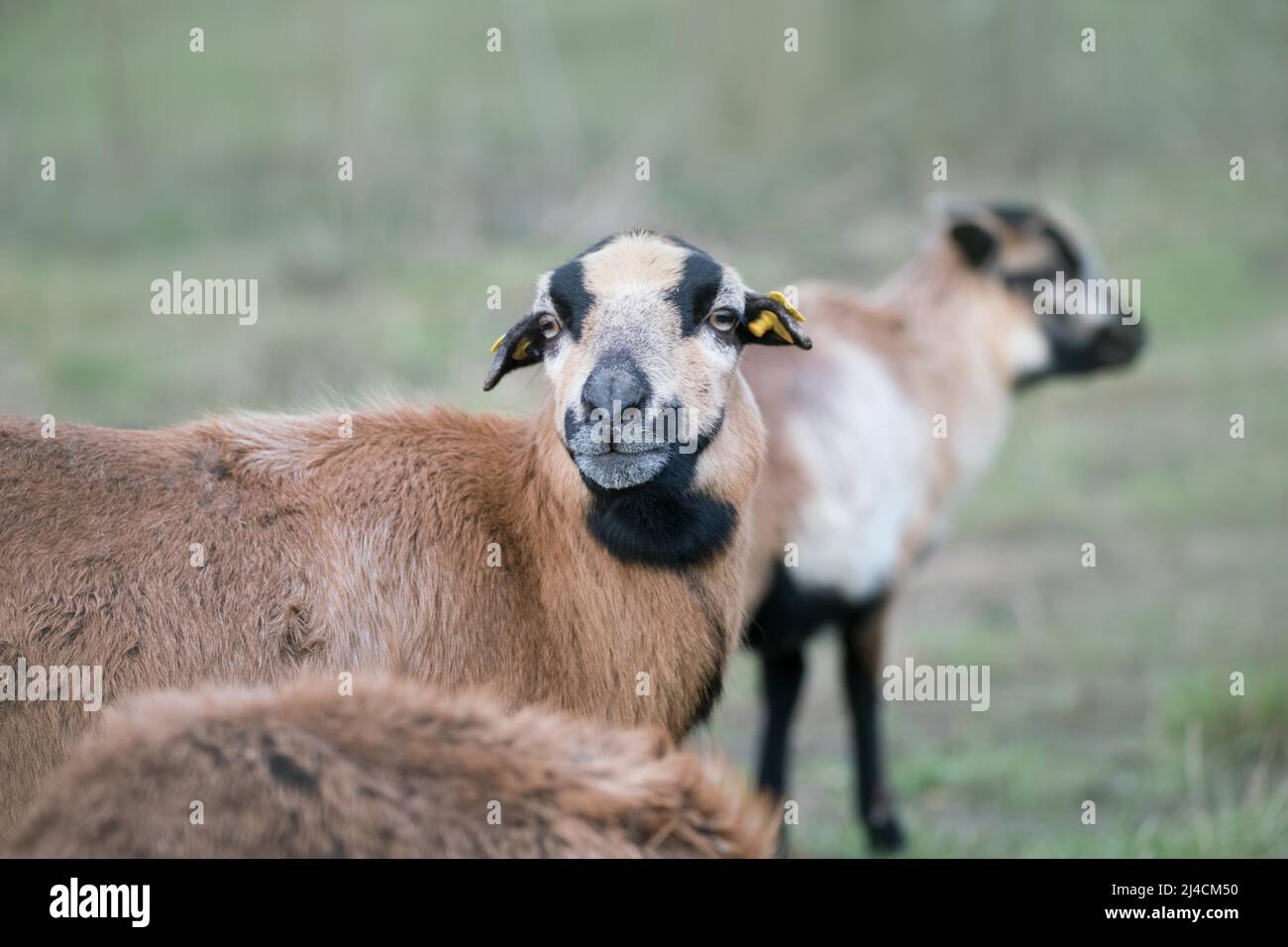 Cameroon sheep, nature conservation area for the preservation of open land, Duesseldorf, female, Germany Stock Photo