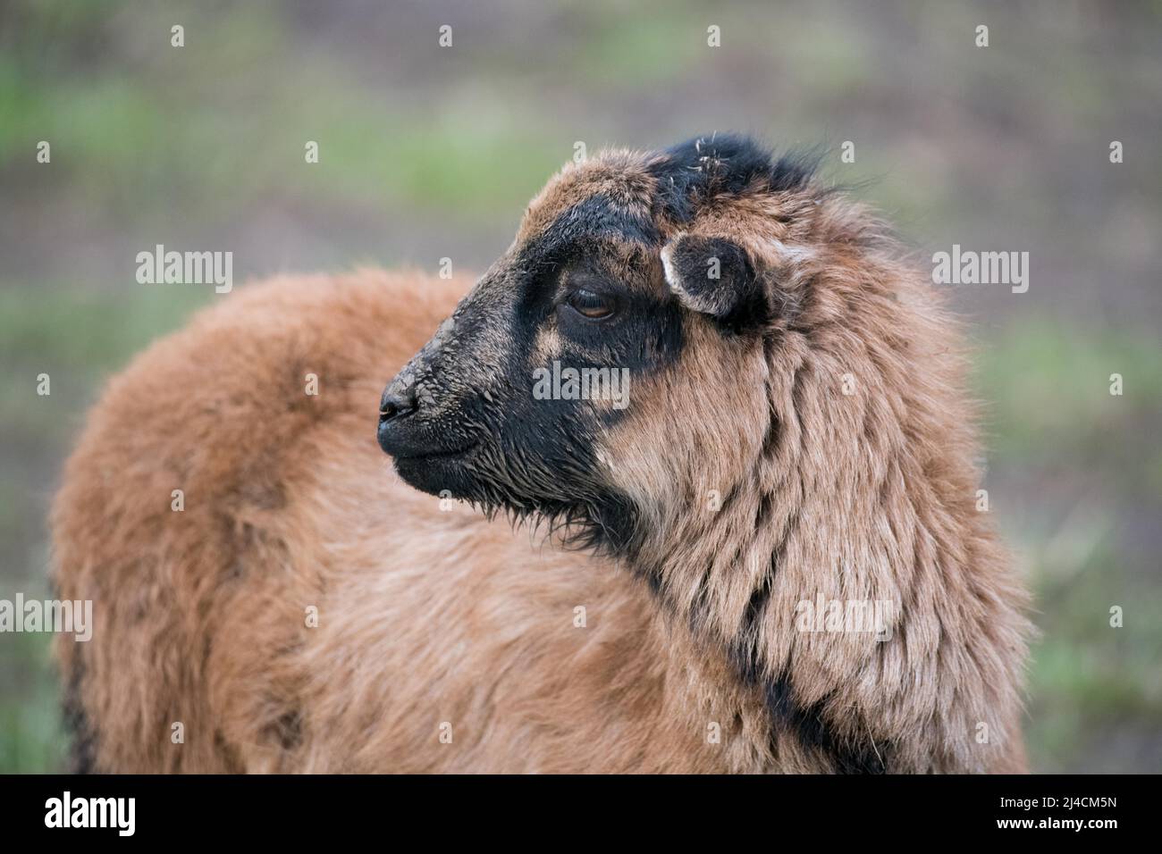 Cameroon sheep, nature conservation area for the preservation of open land, Duesseldorf, Germany Stock Photo