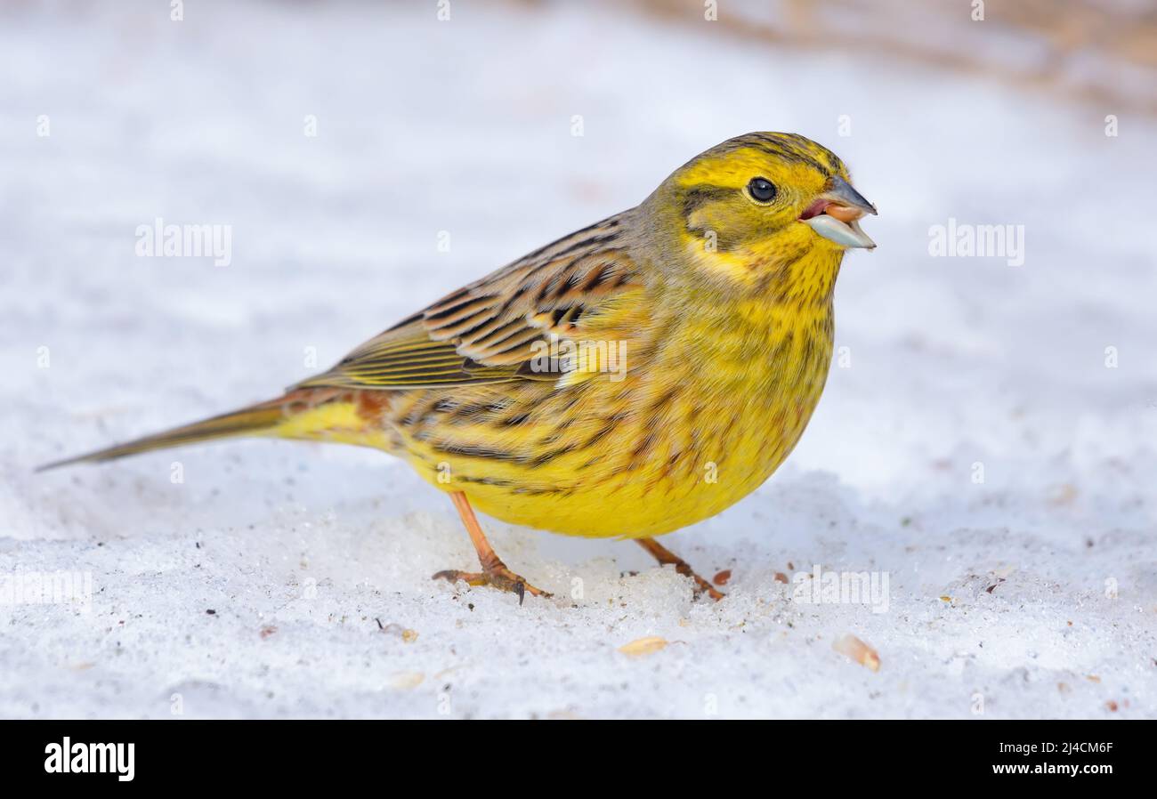 Hungry male Yellowhammer (Emberiza citrinella) stands on the snow near the grain food in sunny winter day Stock Photo