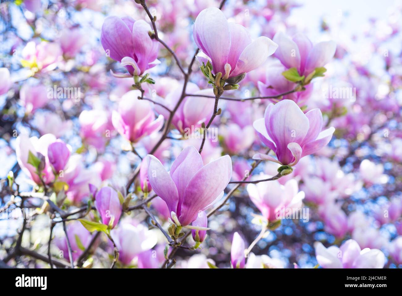 pink flowers of blossoming magnolia tree in spring Stock Photo - Alamy