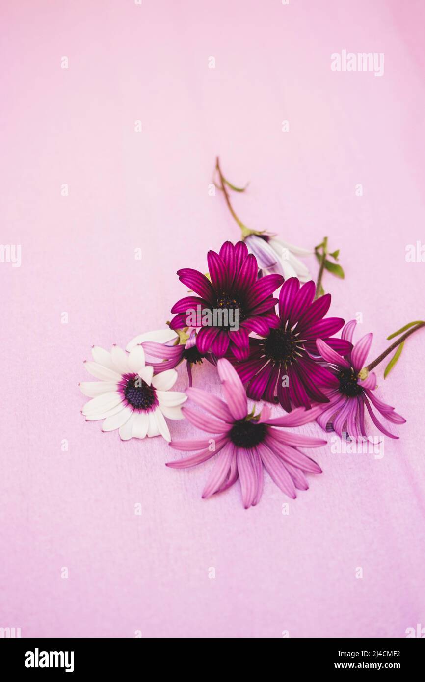 Boquet of wild beautiful flowers in purple and pink tones Stock Photo
