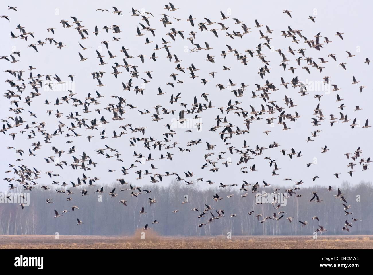 Large herd of Bean geese (Anser fabalis) and Greater White-fronted Geese (Anser albifrons) in flight over trees near the field in spring Stock Photo