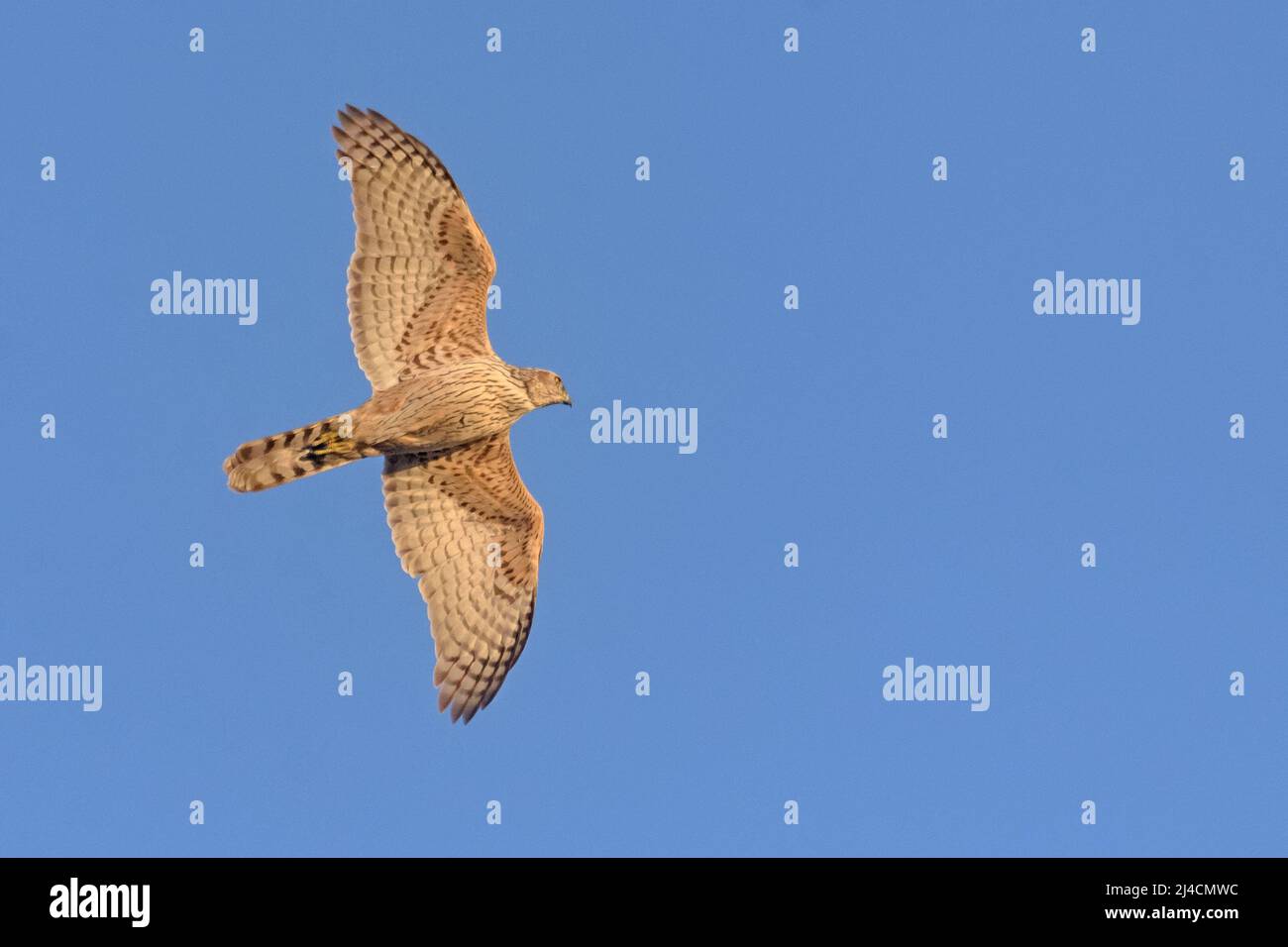 Young northern goshawk (Accipiter gentilis) in speedy flight in blue sky with illuminated body and wings Stock Photo