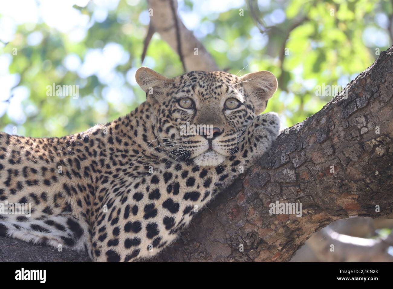 leopard in tree Stock Photo - Alamy
