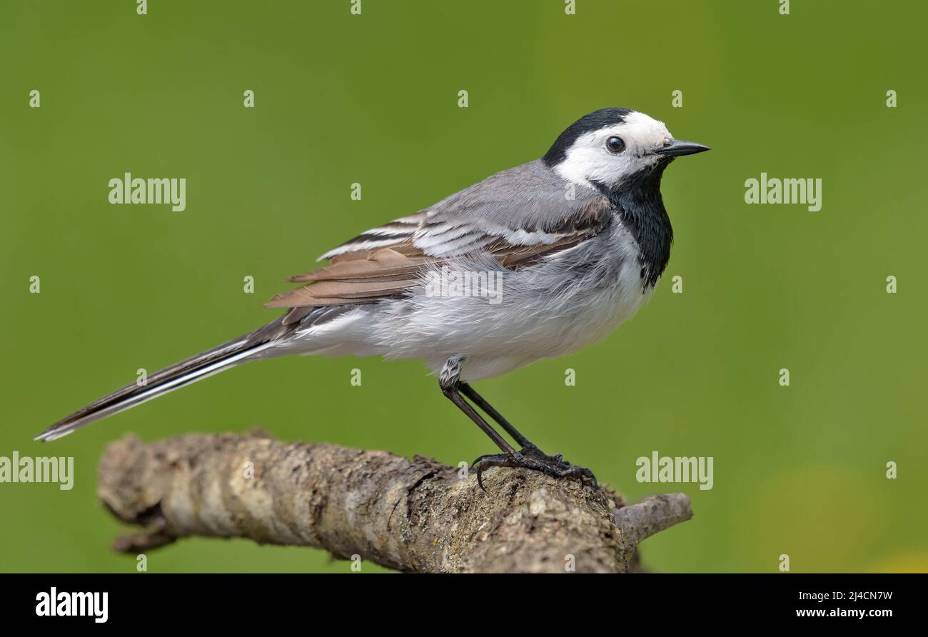 Adult male White wagtail (Motacilla alba) posing on small branch with clean green background in summer Stock Photo