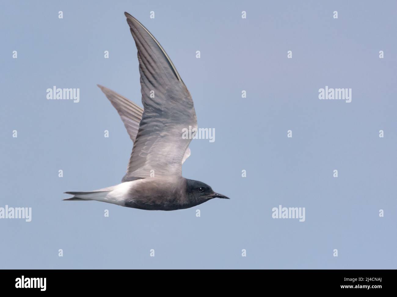 Adult Black tern (Chlidonias niger) flying in blue sky with spreaded wings Stock Photo