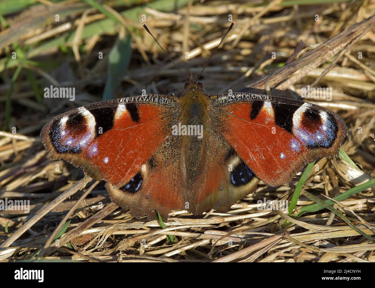 European peacock (Nymphalis io), specimen from spring after overwintering, Hesse, Germany Stock Photo