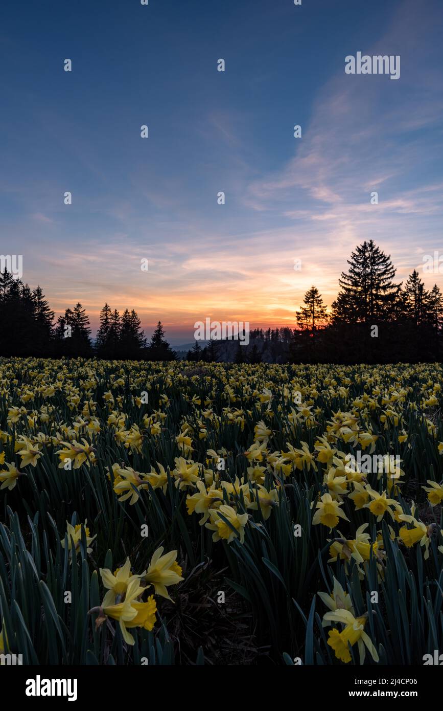 Wild daffodil (Narcissus pseudonarcissus), mood after sunset over the