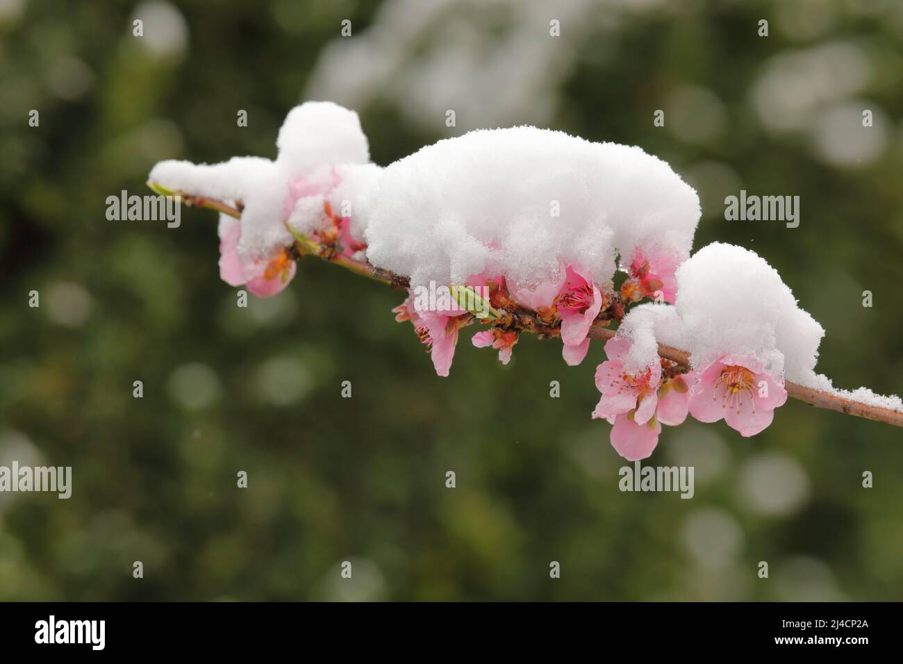 snow covered rose coloured peach flowers in springtime Stock Photo