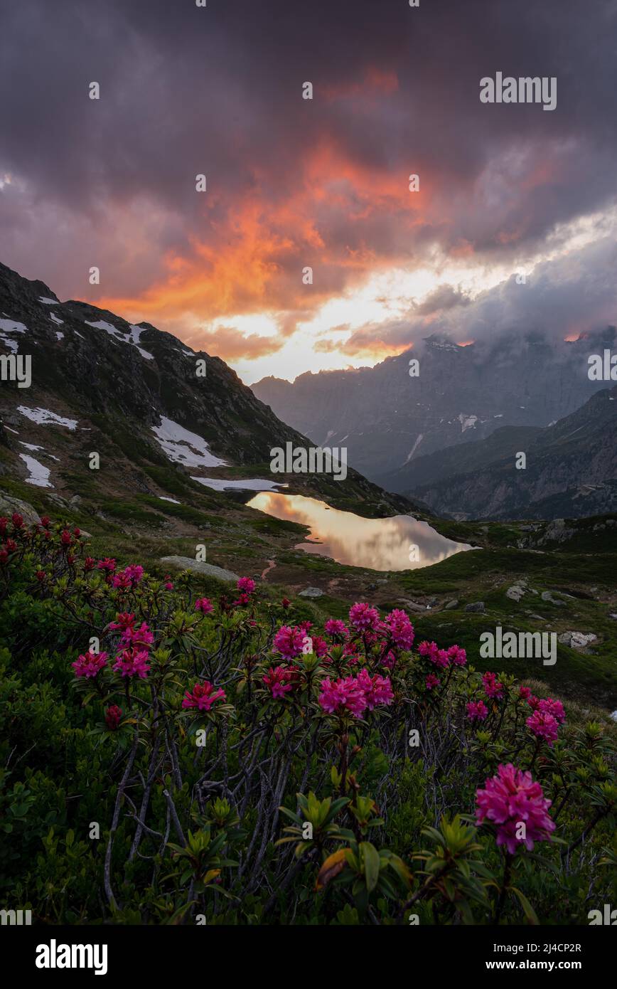 Rusty-leaved alpenrose (Rhododendron ferrugineum), in front of Lake Seeboden at the Susten Pass with evening sky in the canton of Bern, Switzerland Stock Photo