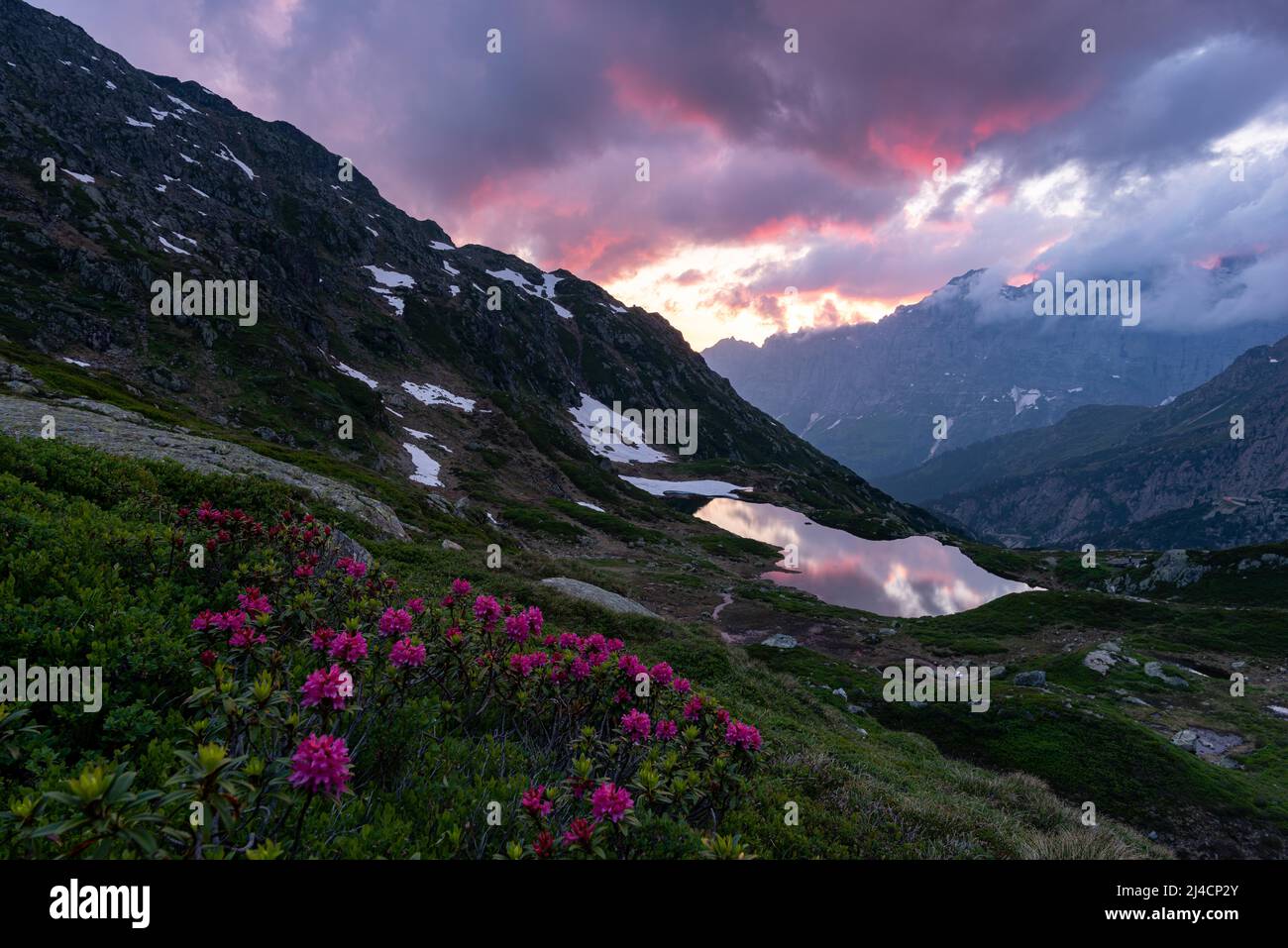 Rusty-leaved alpenrose (Rhododendron ferrugineum), in front of Lake Seeboden at the Susten Pass with evening sky in the canton of Bern, Switzerland Stock Photo