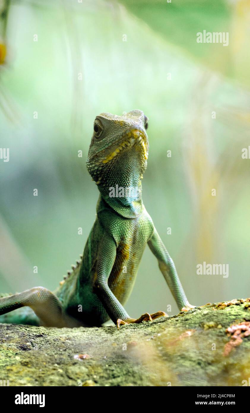 Green water dragon (Physignathus cocincinus), captive, occurrence