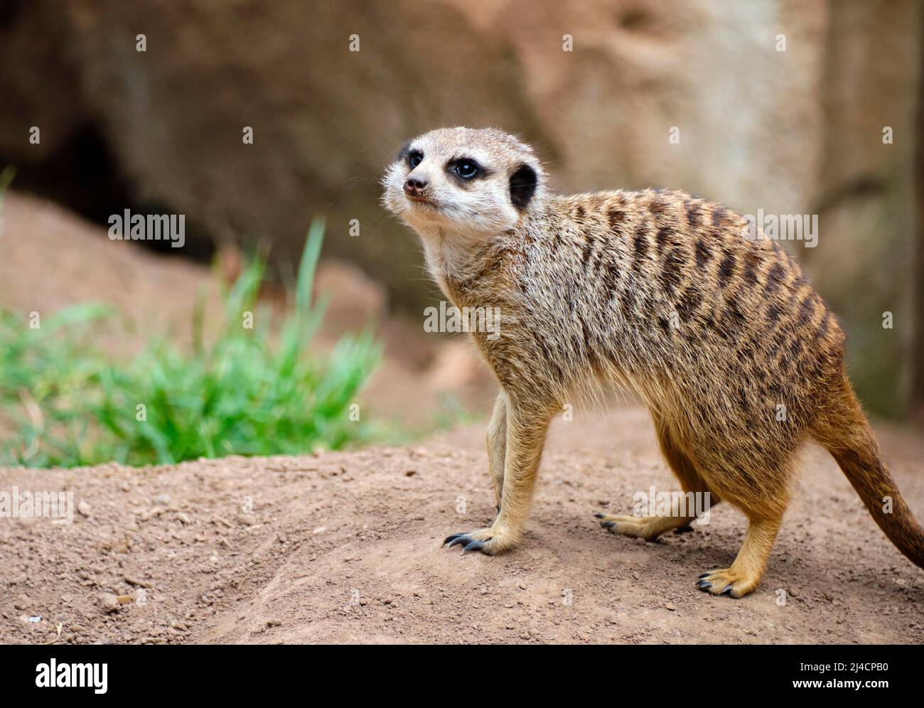 Meerkats (Suricata suricatta), captive, occurrence southern Africa Stock Photo
