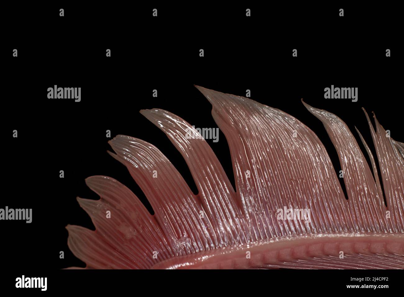 Die Kiemen einer Makrele (Scomber scombrus), Studiofotografie mit schwarzem Hintergrund Stock Photo