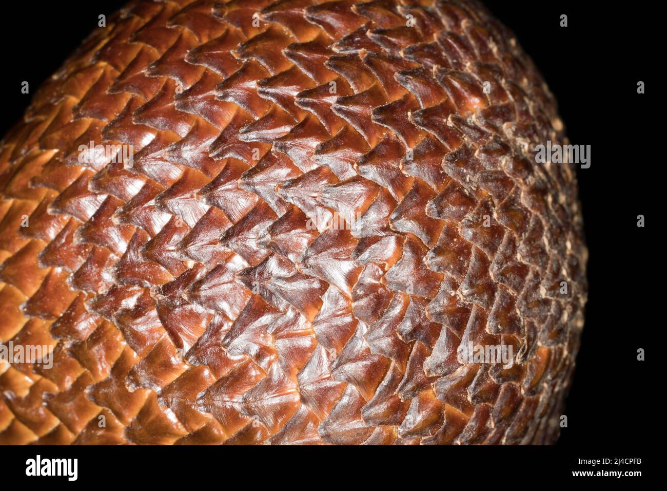 The scaly skin of a salak (Salacca edulis), studio photograph with black background Stock Photo