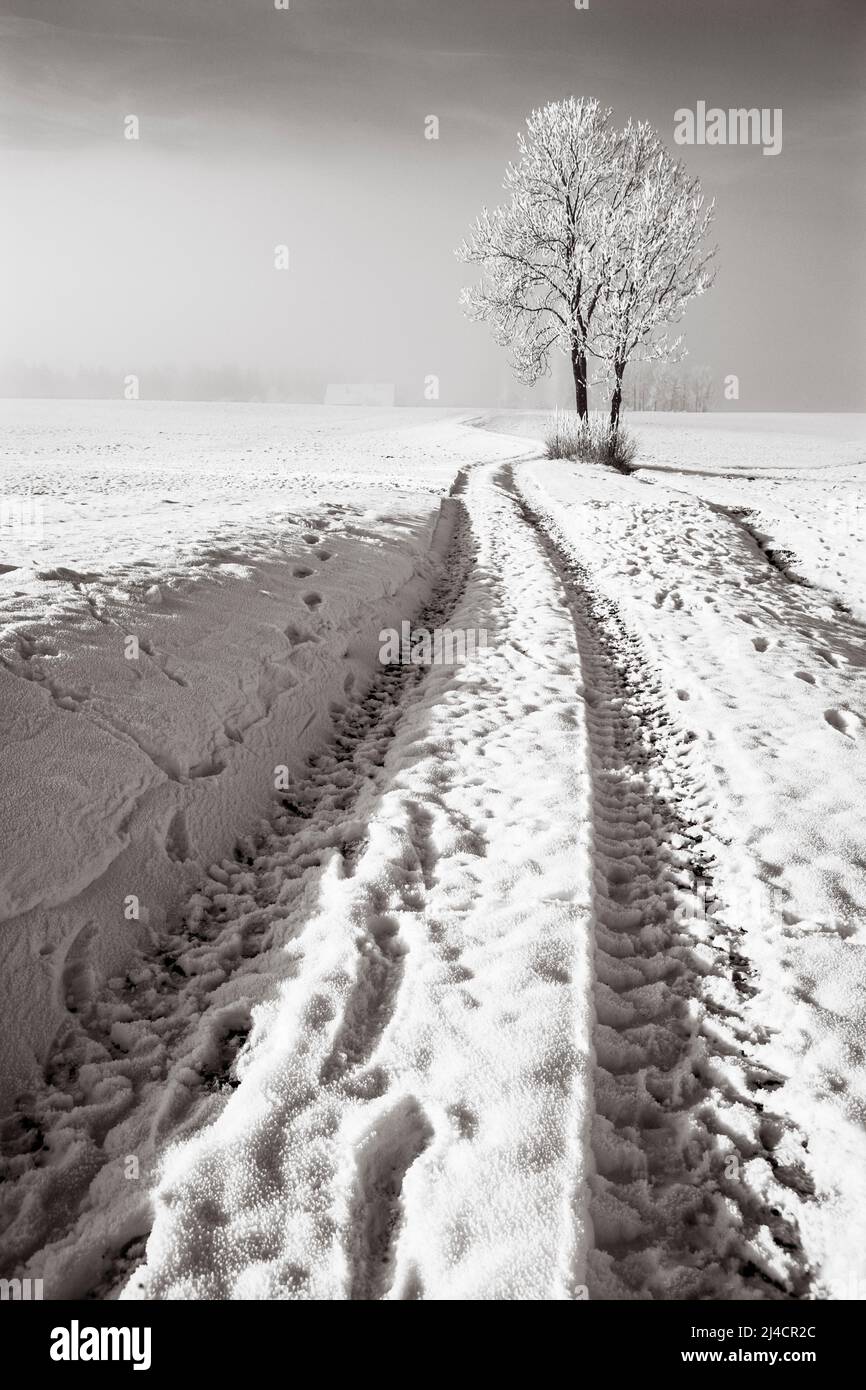 Snowy tree with field path, sepia colours, winter landscape, Mondseeland, Mondsee, Salzkammergut, Upper Austria, Austria Stock Photo