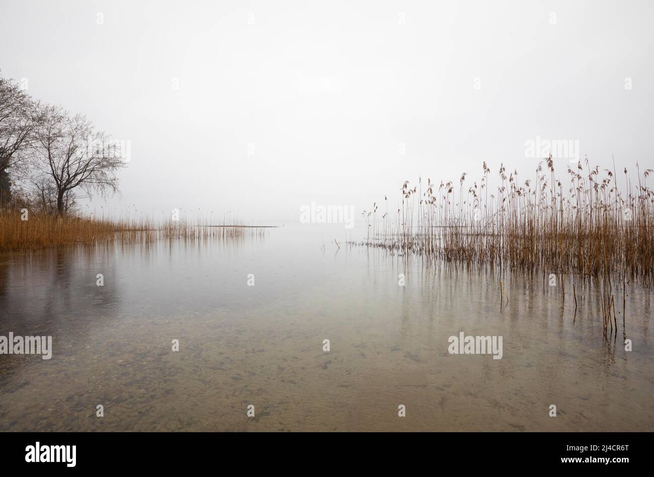 Reed belt on the shore in the morning mist, autumn landscape, Mondsee, Salzkammergut, Upper Austria, Austria Stock Photo