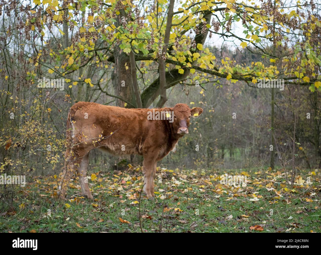 Agricultural agriculture farming hi-res stock photography and