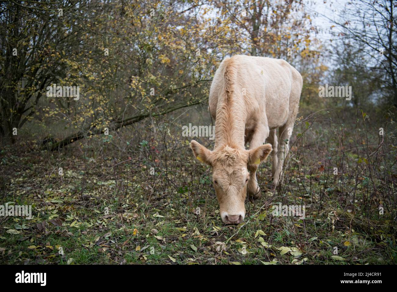 Domestic cattle (Bos taurus), cattle in extensive farming as landscape maintainers in the nature reserve in free-range husbandry, Bislicher Insel Stock Photo