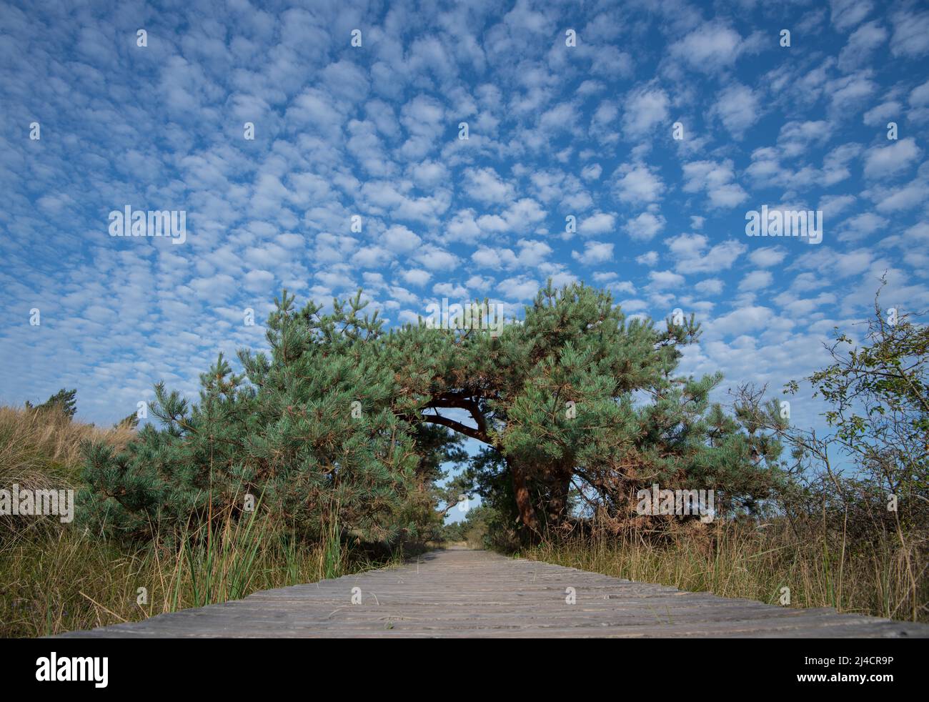 Darsser Ort, boardwalk with gate made of pines in summer weather with blue sky and romantic little clouds, Vorpommersche Boddenlandschaft National Stock Photo
