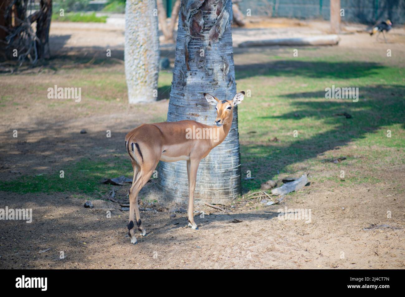 one graceful antelope lives in the Dubai Zoo Stock Photo