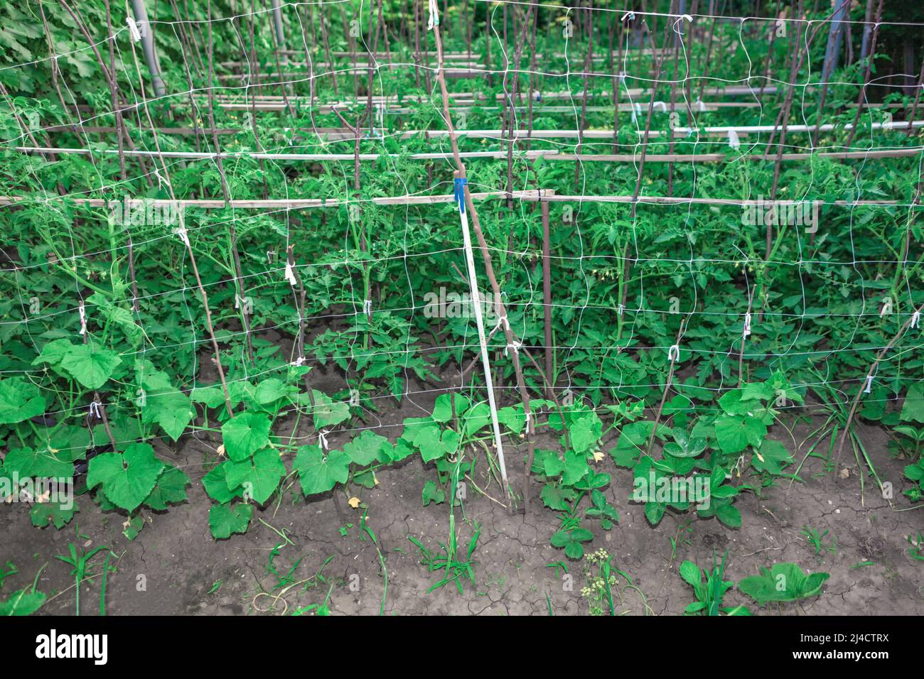Tomatoes and cucumber plants growing in the garden Stock Photo Alamy