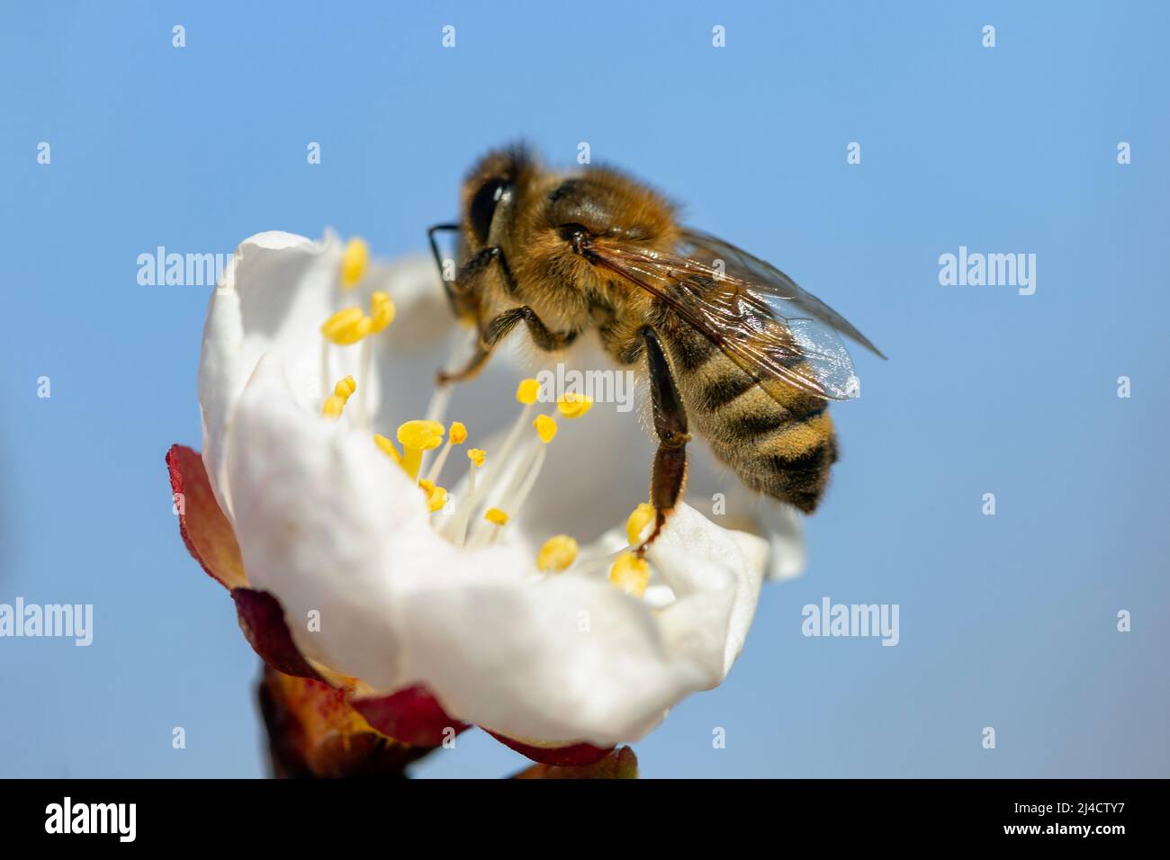 Honey bee (Apis Mellifera) on apricot flower, macro. detail of bee or honeybee in Latin Apis Mellifera, european or western honey bee sitting on the a Stock Photo