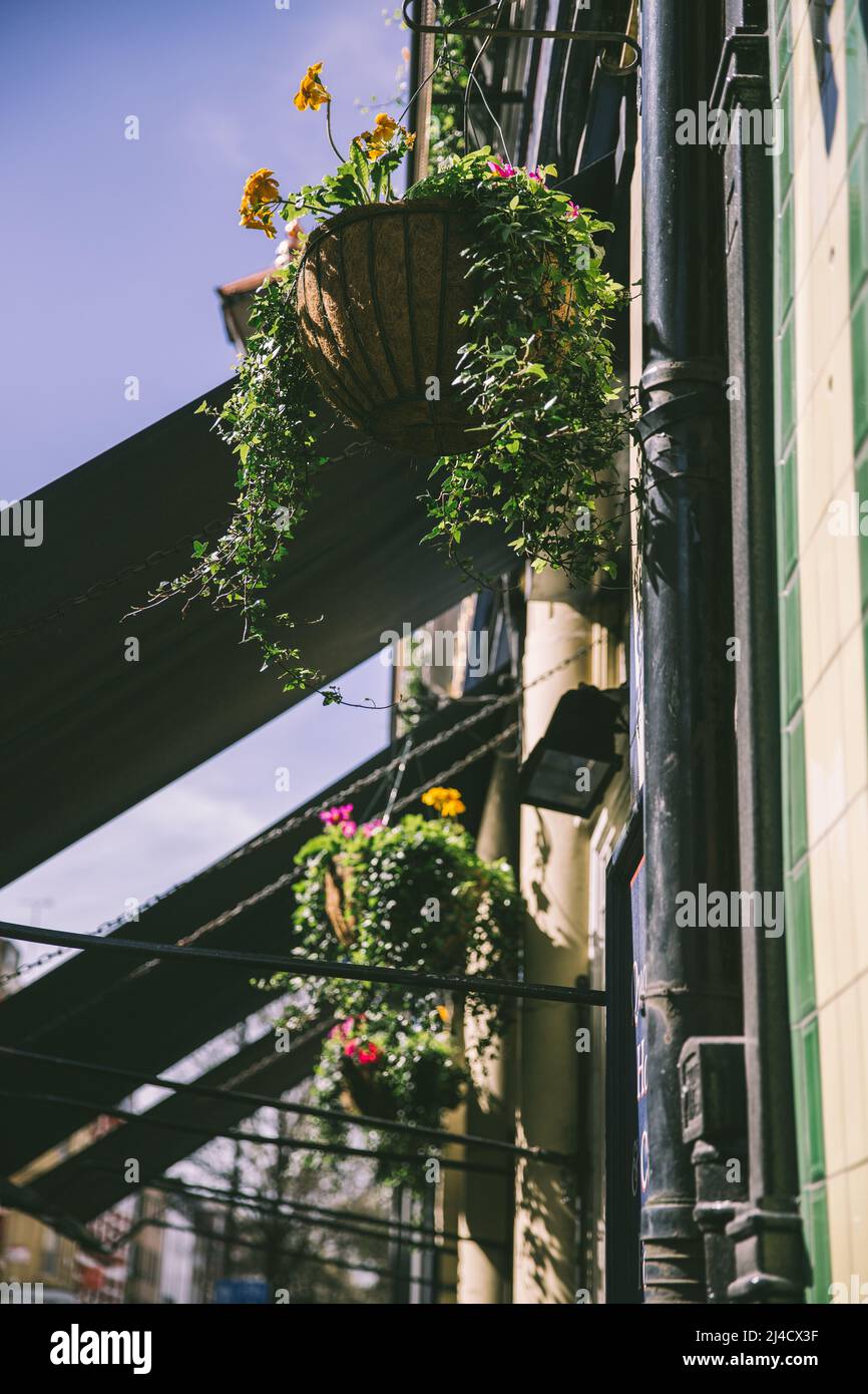 Shoreditch, London, UK - April 12, 2016: Some flowing greenery, hanging in an outdoor location, set against clear blue skies. Stock Photo