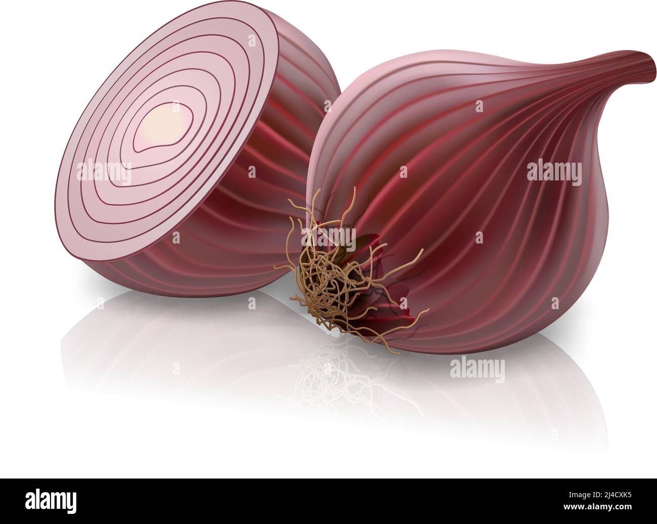 vector red onion isolated on white background Stock Vector