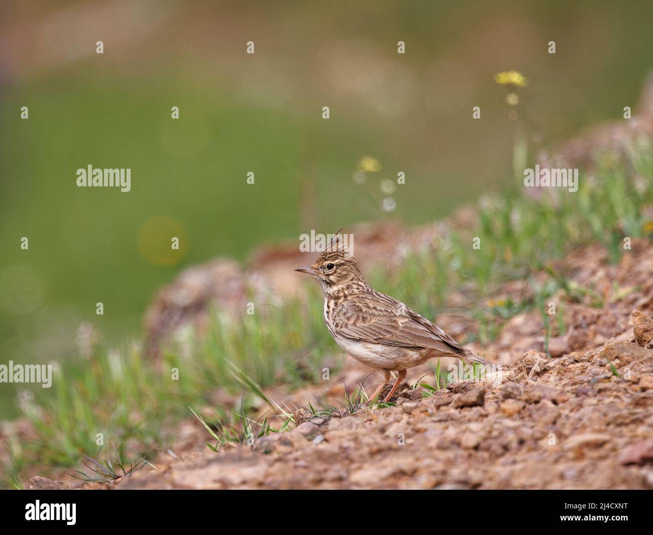 Crested Lark. Bird in its natural environment. Stock Photo