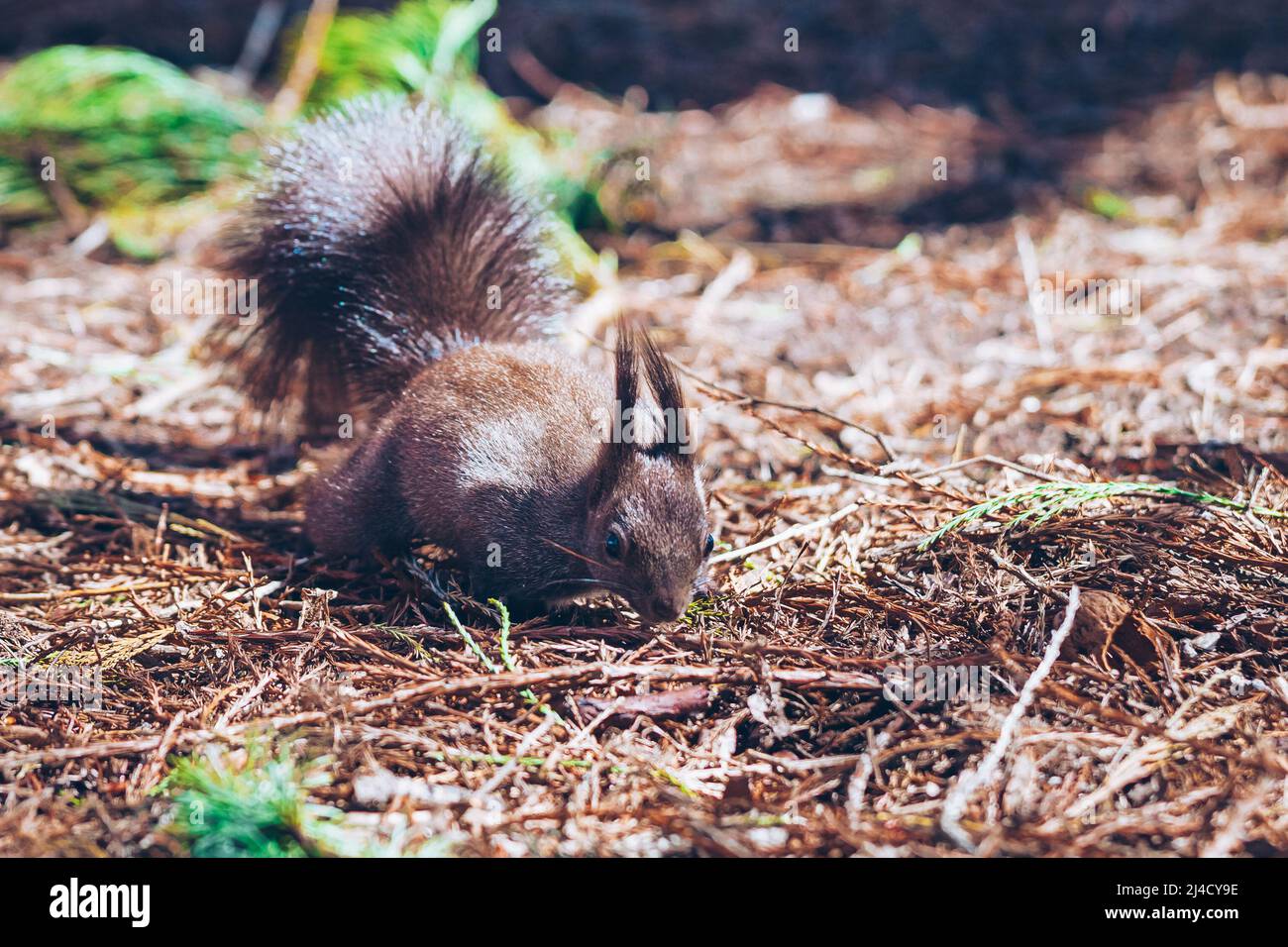 Wild nature. Cute red squirrel with long pointed ears in autumn scene . Wildlife in the forest. Squirrel sitting on the ground. Sciurus vulgaris. Stock Photo