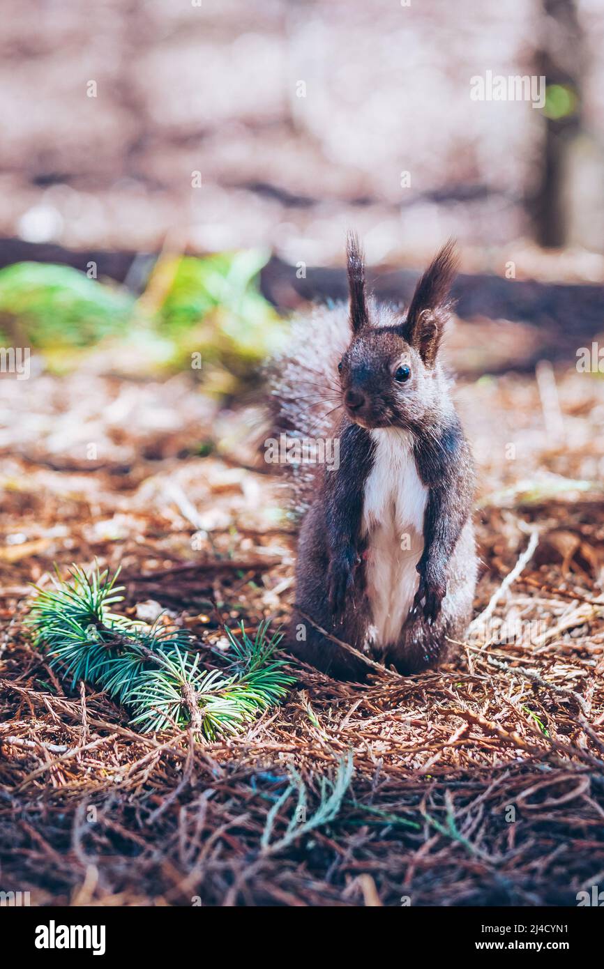 Wild nature. Cute red squirrel with long pointed ears in autumn scene . Wildlife in the forest. Squirrel sitting on the ground. Sciurus vulgaris. Stock Photo